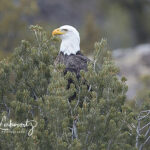 Bald Eagle Head in Tree_6766