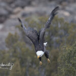 Bald Eagle in Flight (blurred wings)_6772