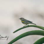 Bird-on-Aloe_06085