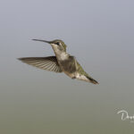 Female Rufous Hummingbird_8444