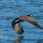 Goose-flying-on-the-Rio-Grande_02378