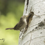 House Wren building nest with large twig_8069