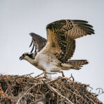 Osprey-on-the-nest_7006