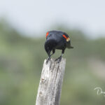 Red-winged Blackbird_7599
