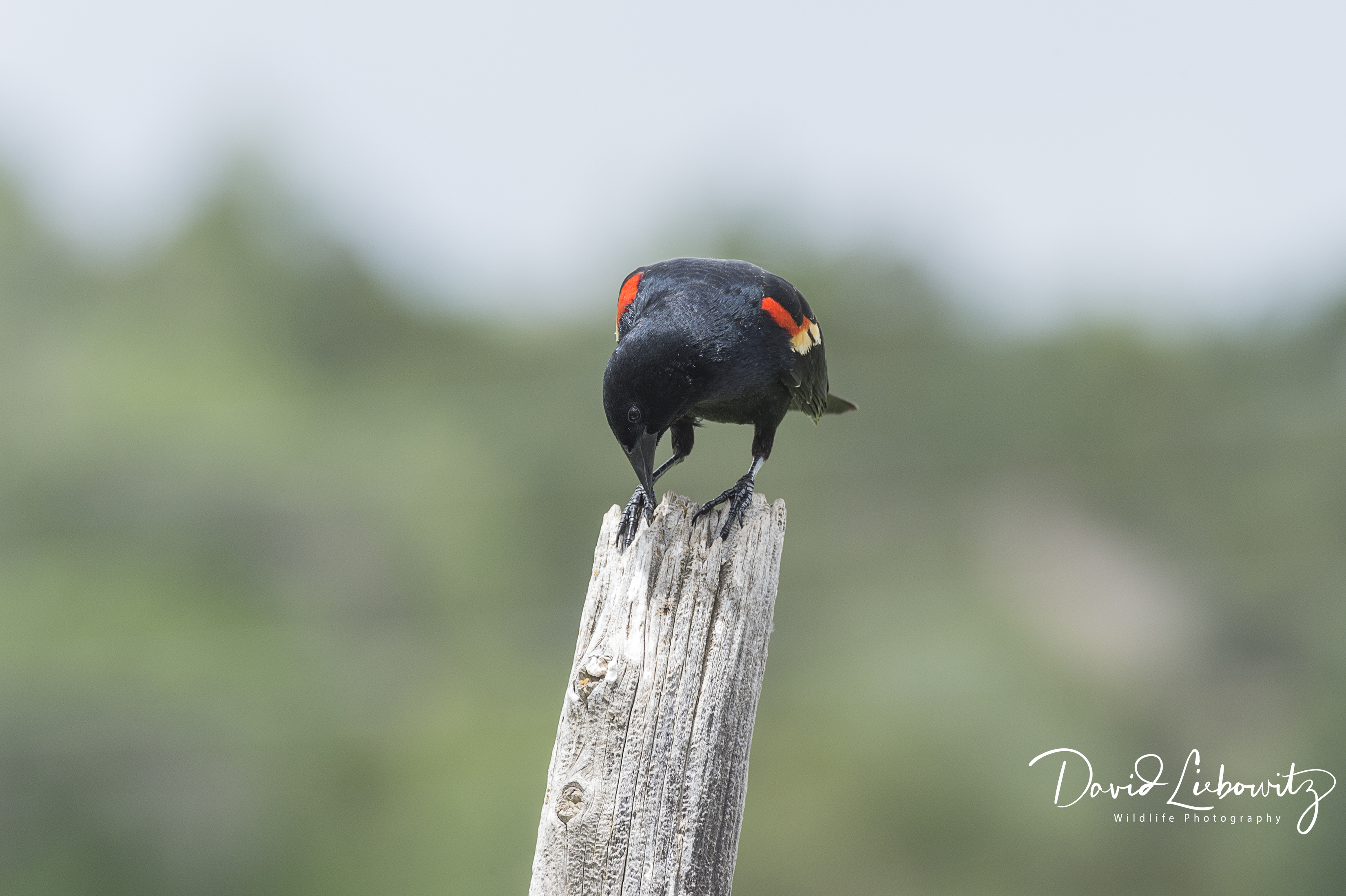 Red-winged Blackbird_7599