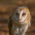 Barn-Owl_8541