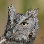 Eastern-Screech-Owl_9722